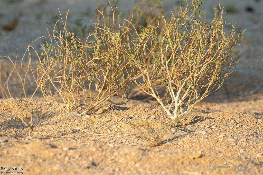 Fauvette naine, habitat