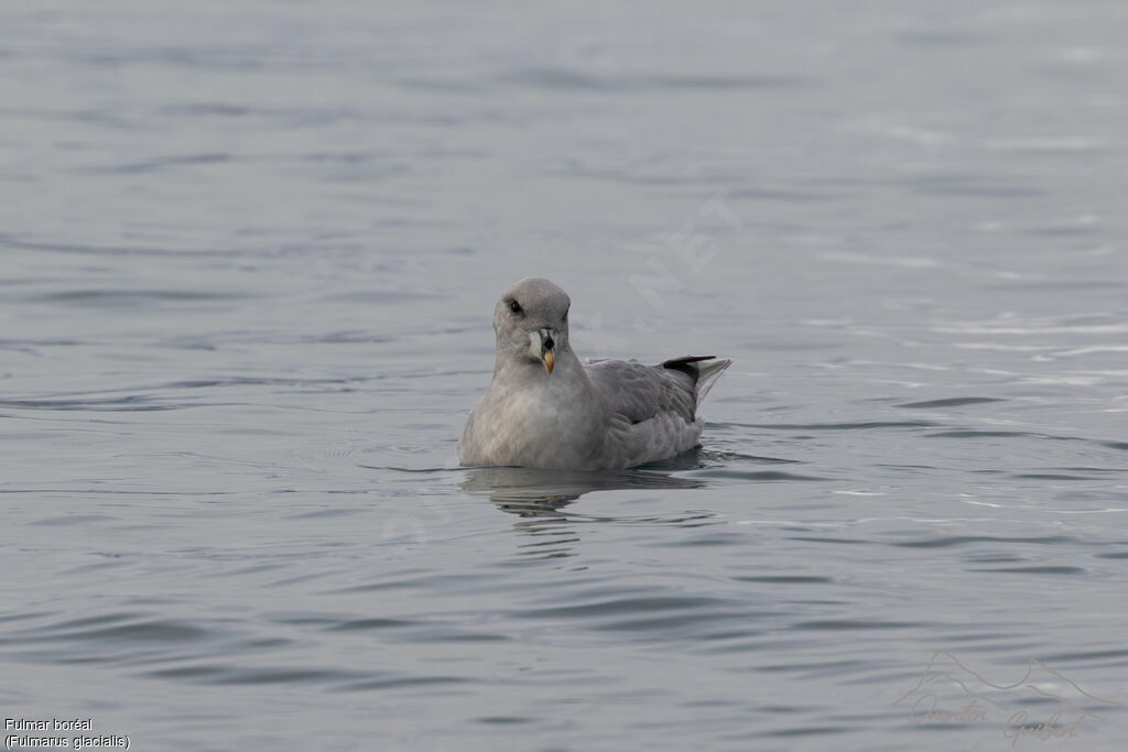 Fulmar boréal