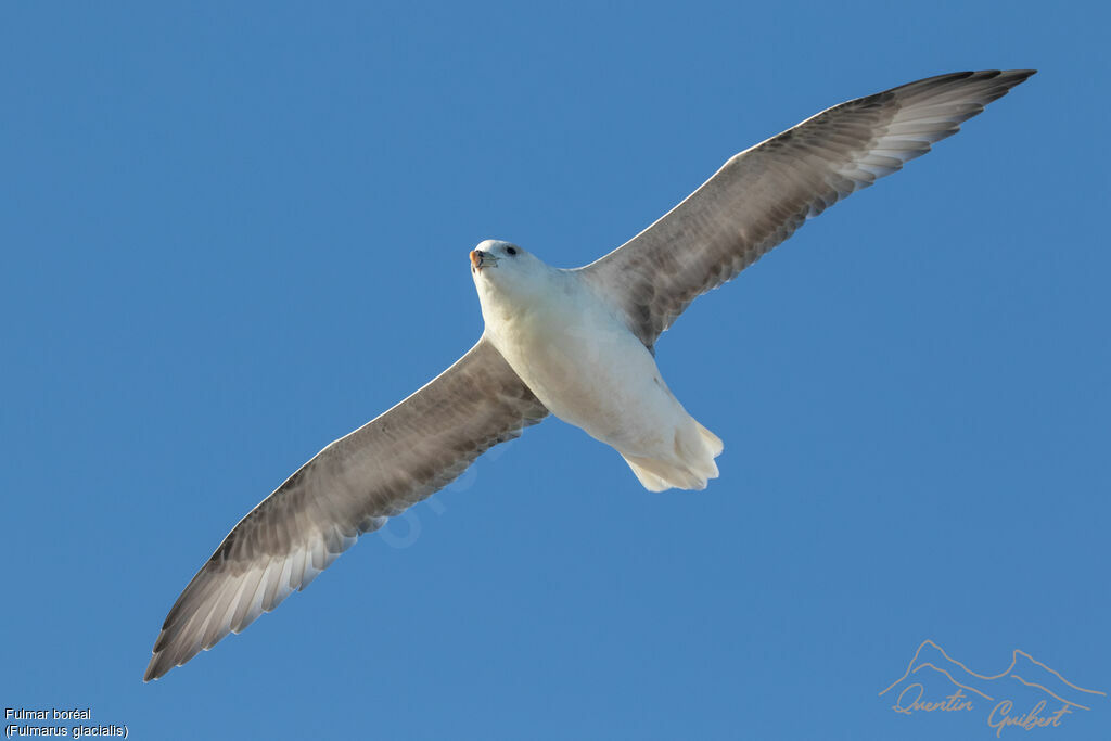 Fulmar boréal