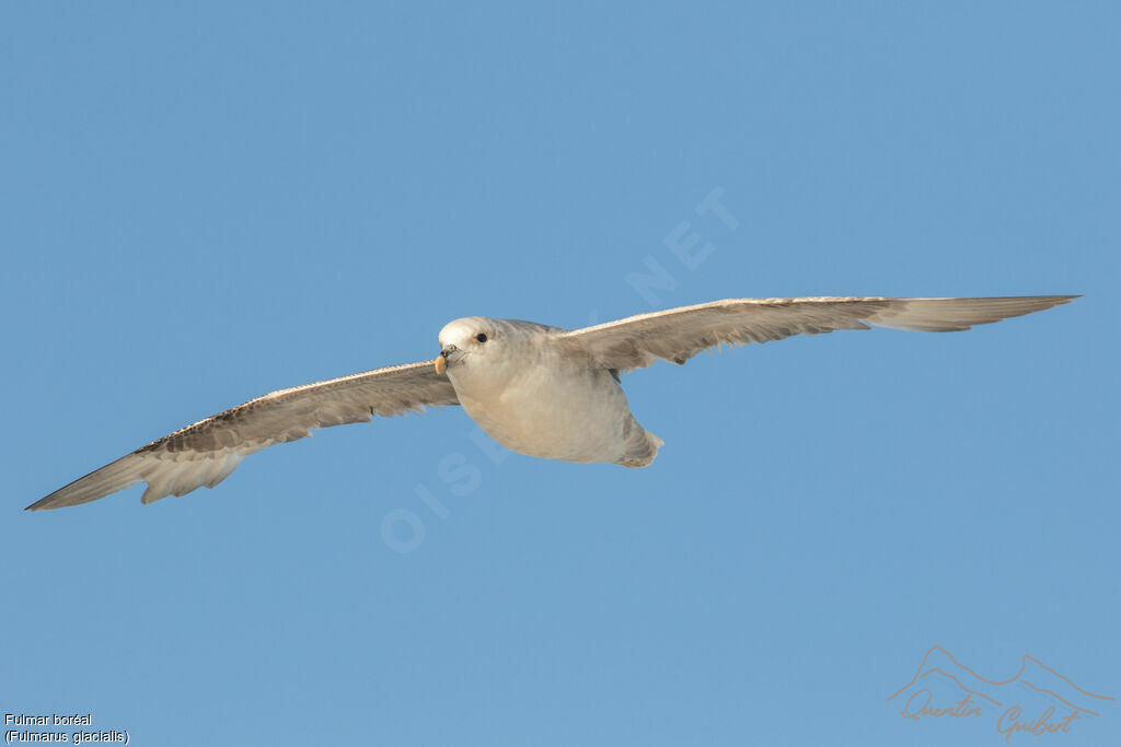 Fulmar boréal, identification, Vol
