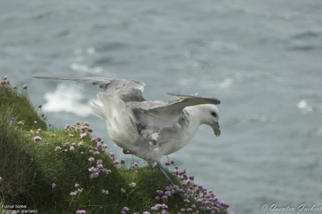 Fulmar boréaladulte