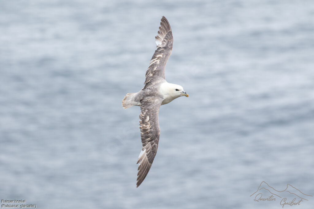 Fulmar boréaladulte, identification, Vol