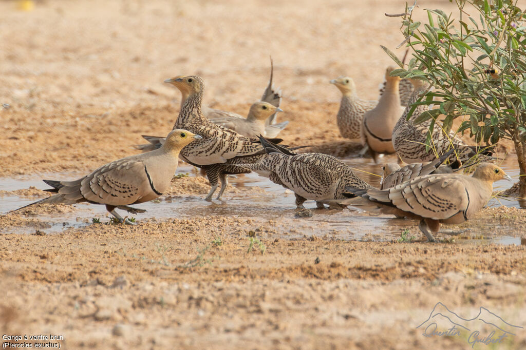 Ganga à ventre brun, boit