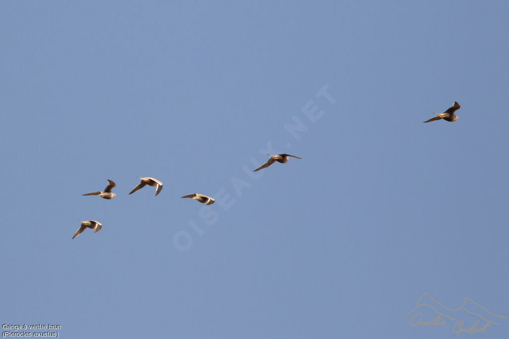 Chestnut-bellied Sandgrouse