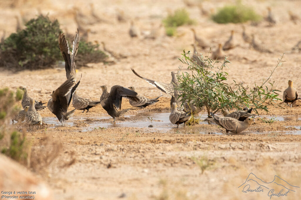 Chestnut-bellied Sandgrouse