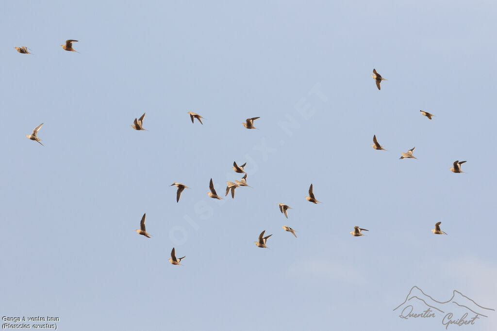 Ganga à ventre brun