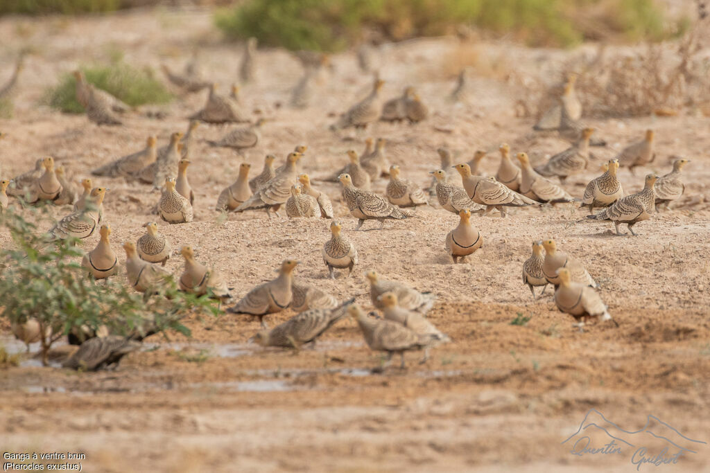 Ganga à ventre brun