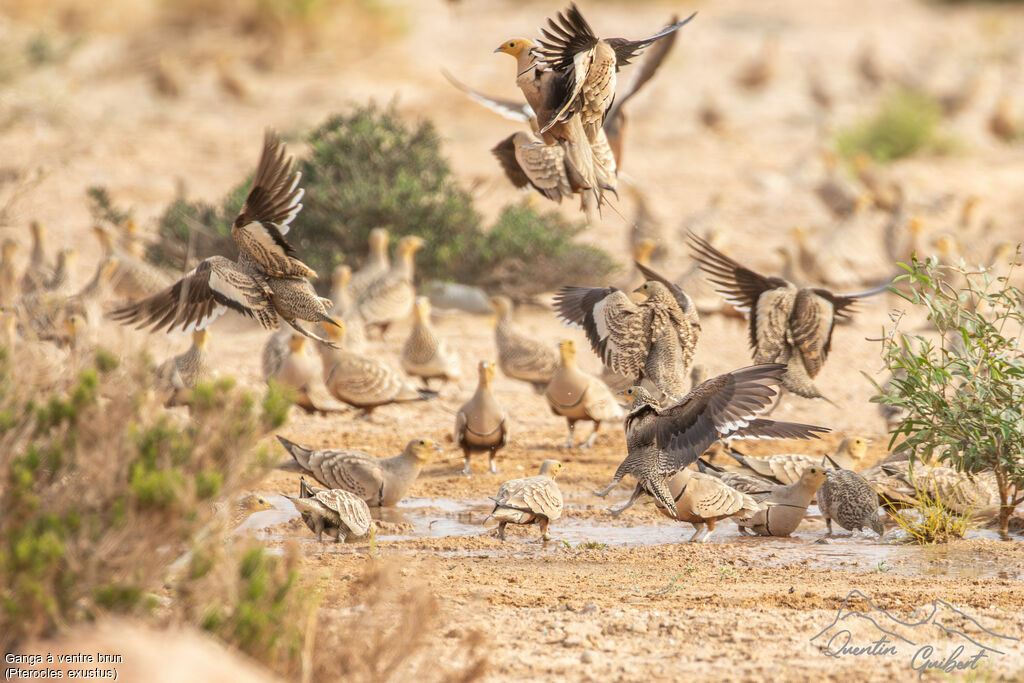 Chestnut-bellied Sandgrouse