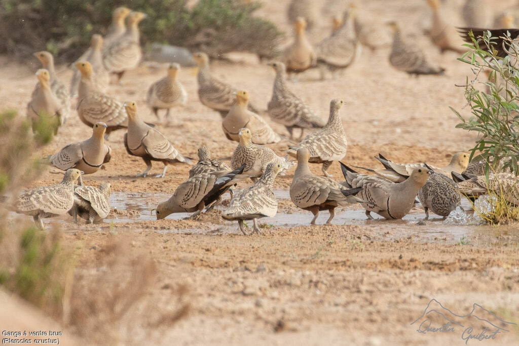 Chestnut-bellied Sandgrouse