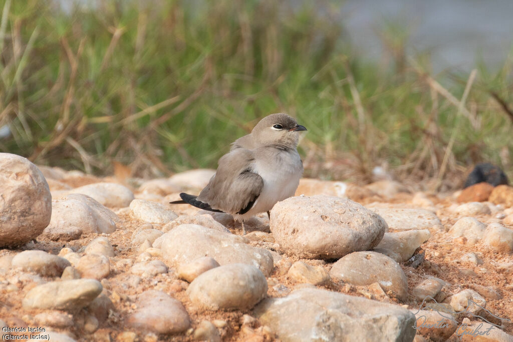 Small Pratincole