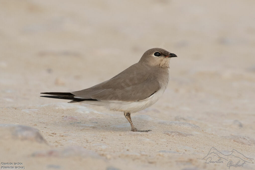 Small Pratincole