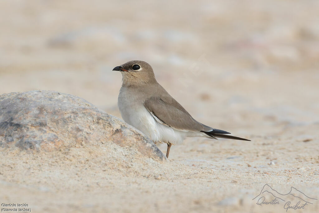 Small Pratincole