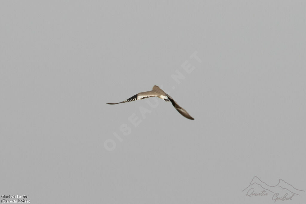 Small Pratincole