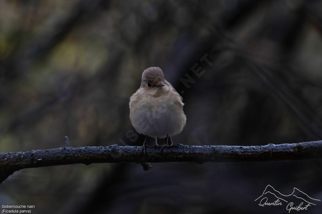 Red-breasted Flycatcher