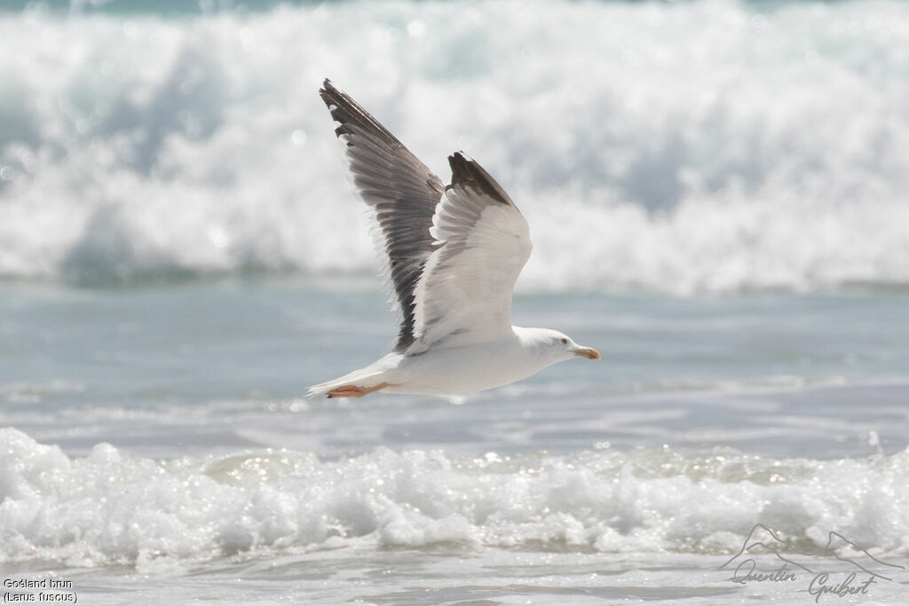 Goéland brunadulte, Vol
