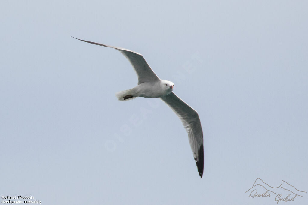 Goéland d'Audouinadulte, identification, Vol