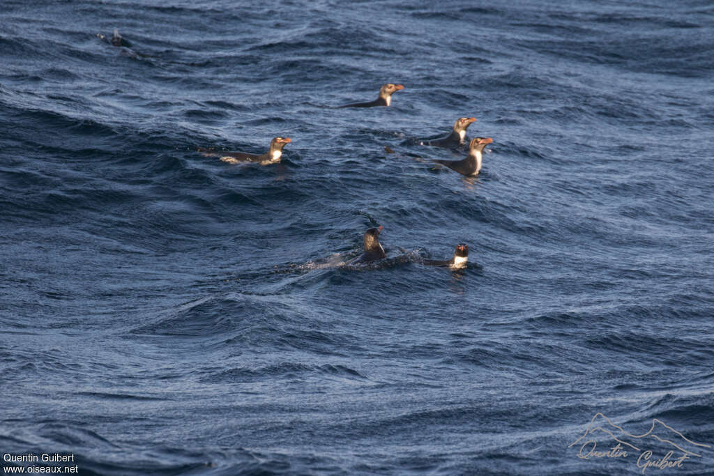 Gorfou doré, habitat, nage