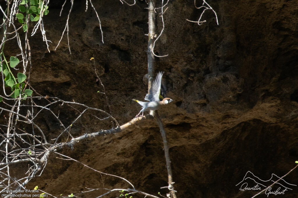 Arabian Golden-winged Grosbeak