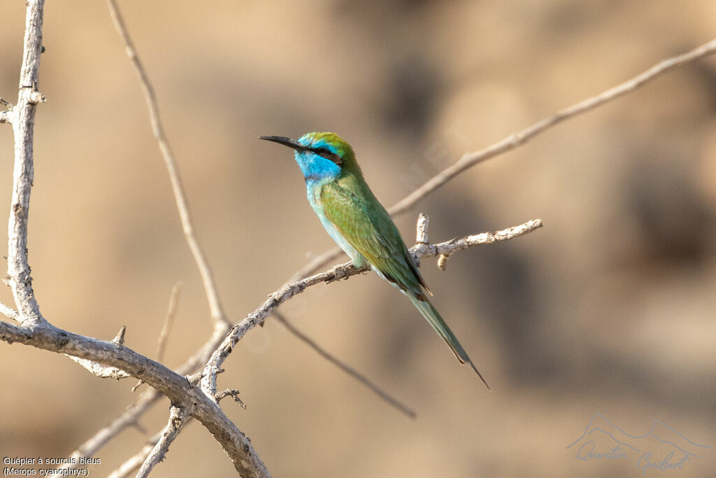 Arabian Green Bee-eater
