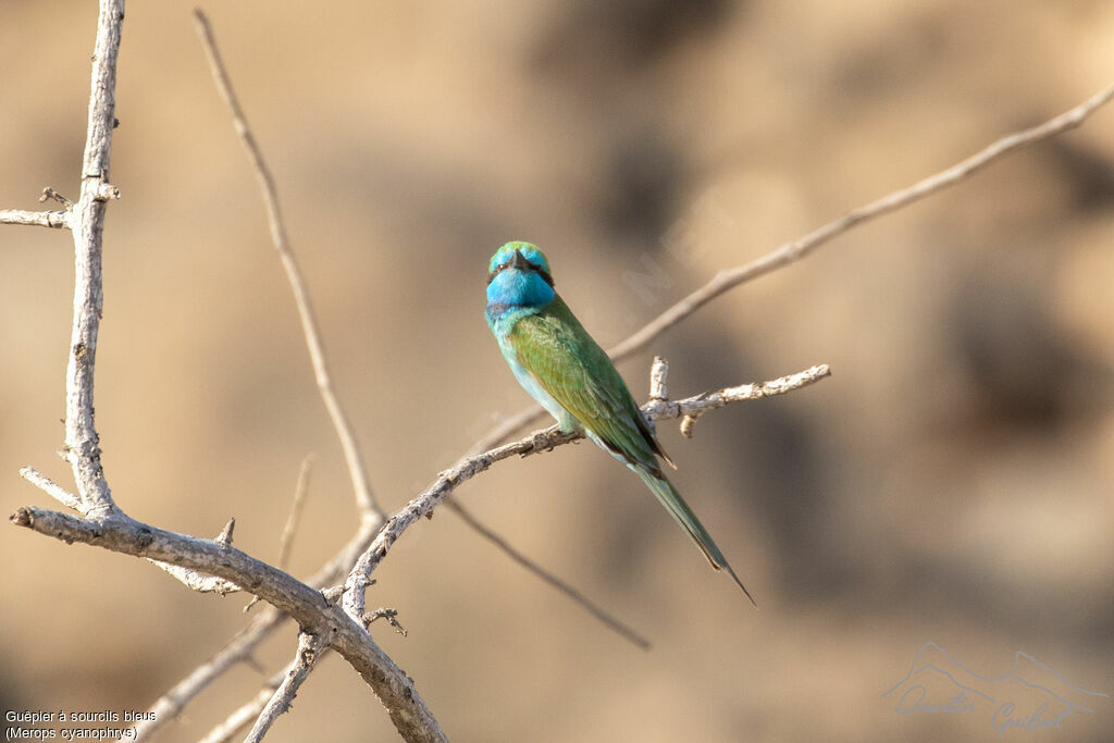 Guêpier à sourcils bleus