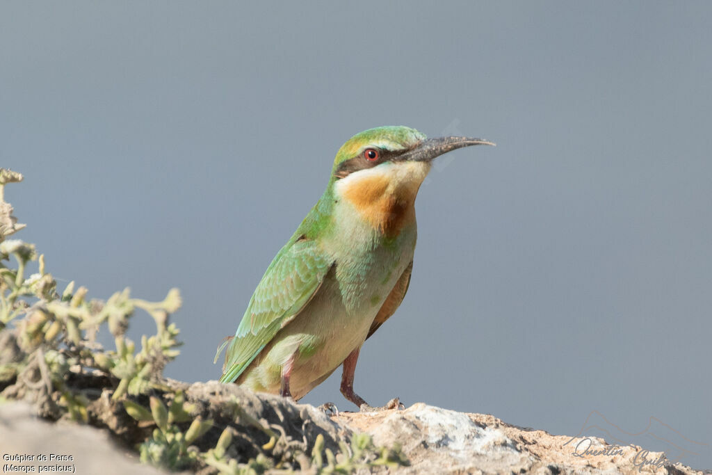 Blue-cheeked Bee-eater