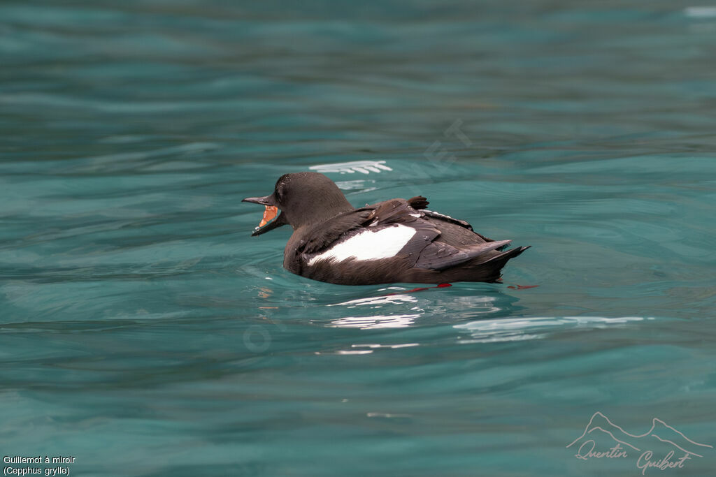 Guillemot à miroiradulte nuptial, identification, mange