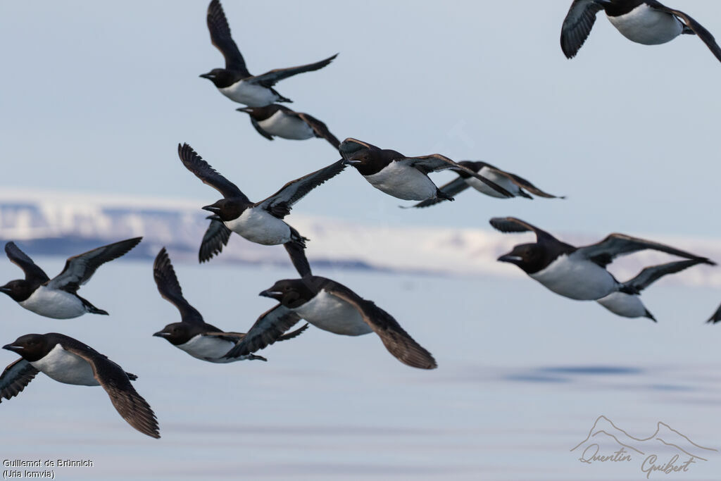 Guillemot de Brünnich