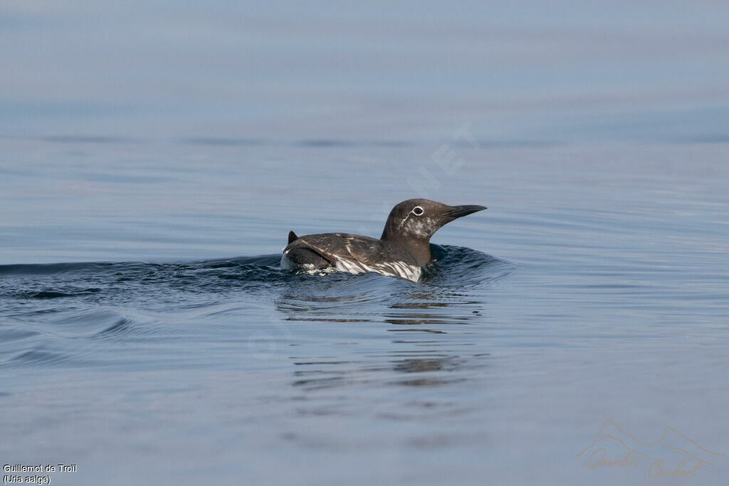 Guillemot de Troïl - Guillemot marmette