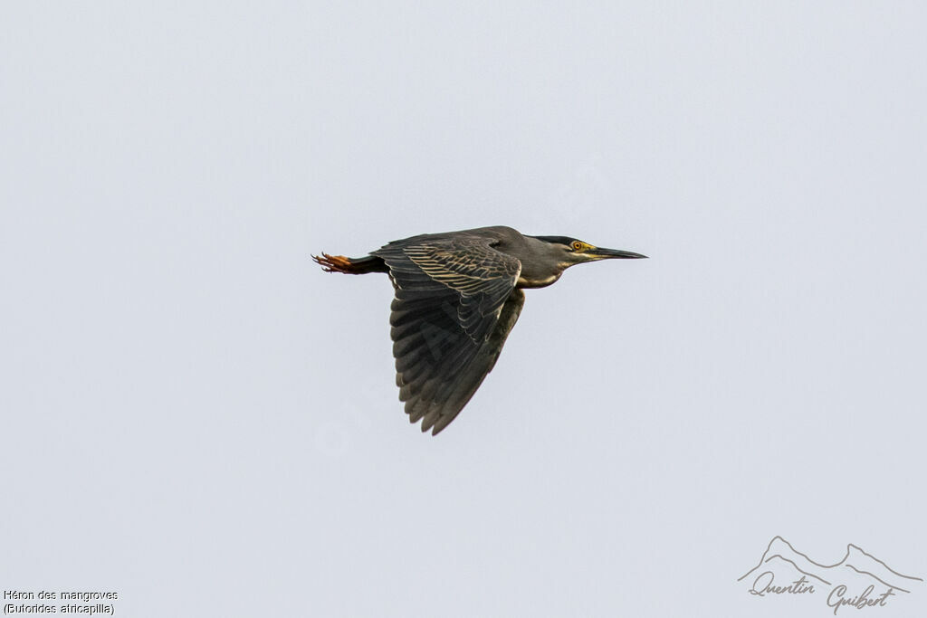 Little Heron, identification, Flight