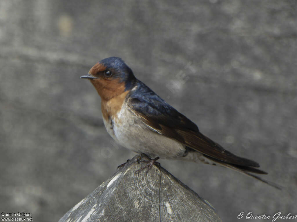 Hirondelle messagèreadulte, identification
