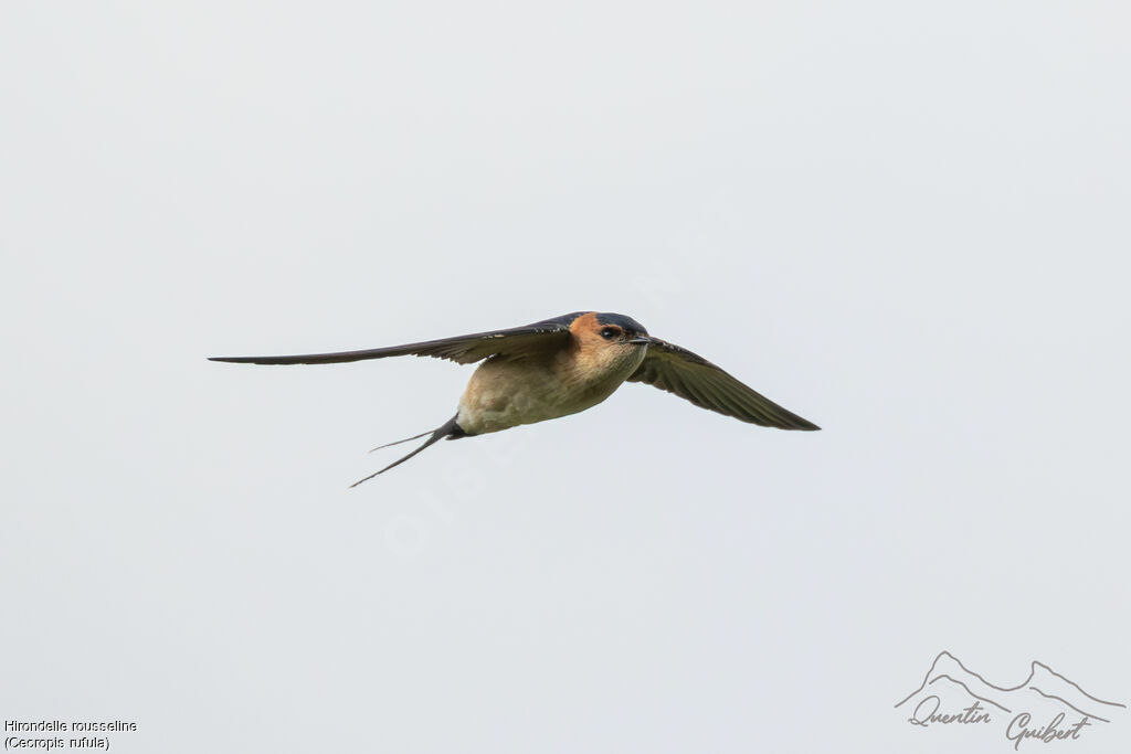 Hirondelle rousseline, Vol
