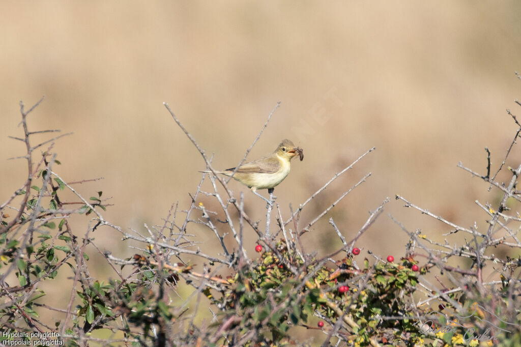 Hypolaïs polyglotte1ère année, mange