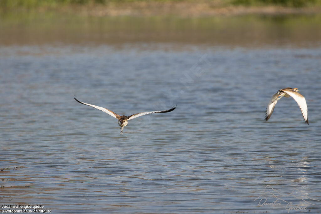 Pheasant-tailed Jacana