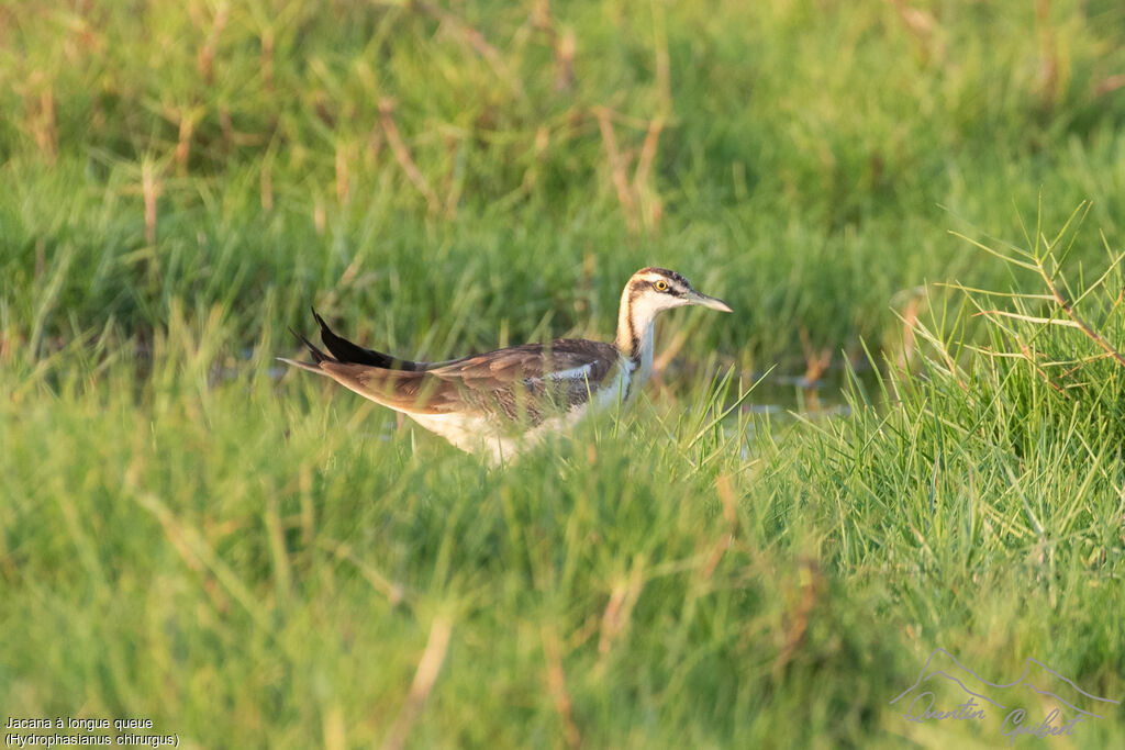 Jacana à longue queue, identification