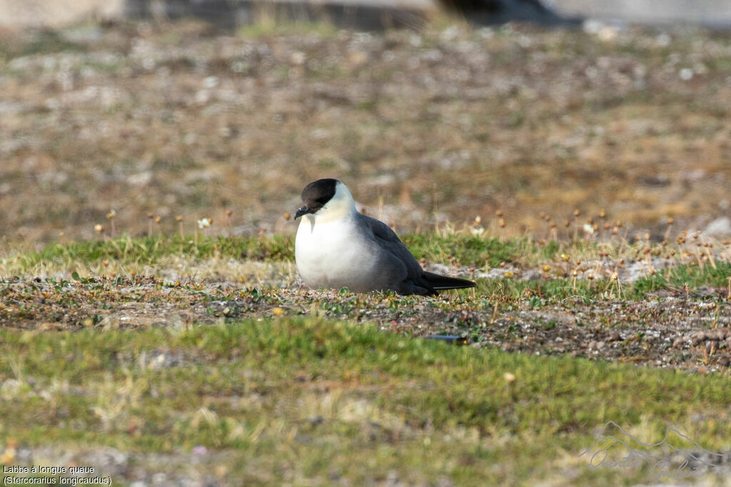 Labbe à longue queueadulte nuptial, identification
