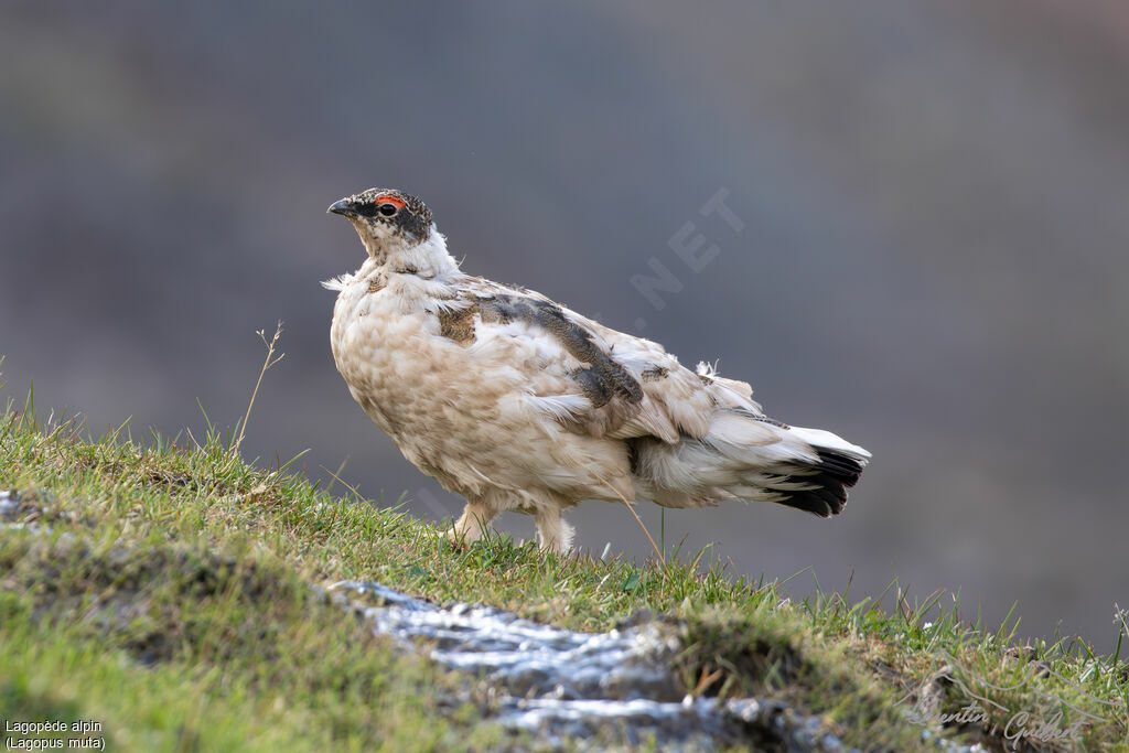 Lagopède alpin