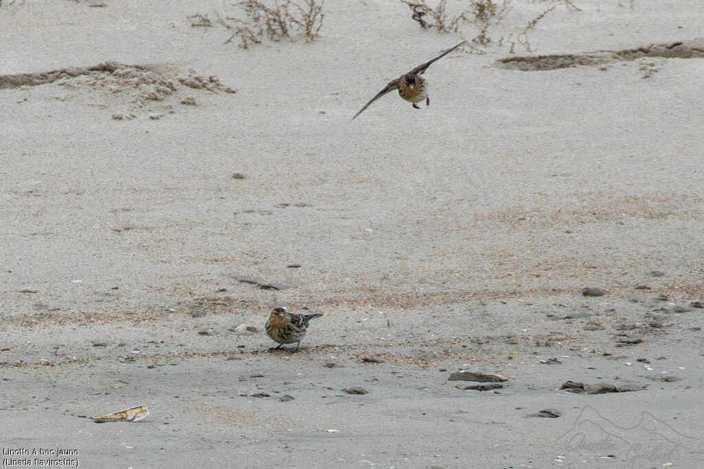 Linotte à bec jaune, Vol, marche