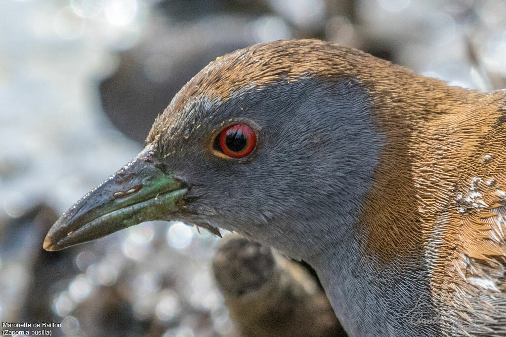 Baillon's Crake