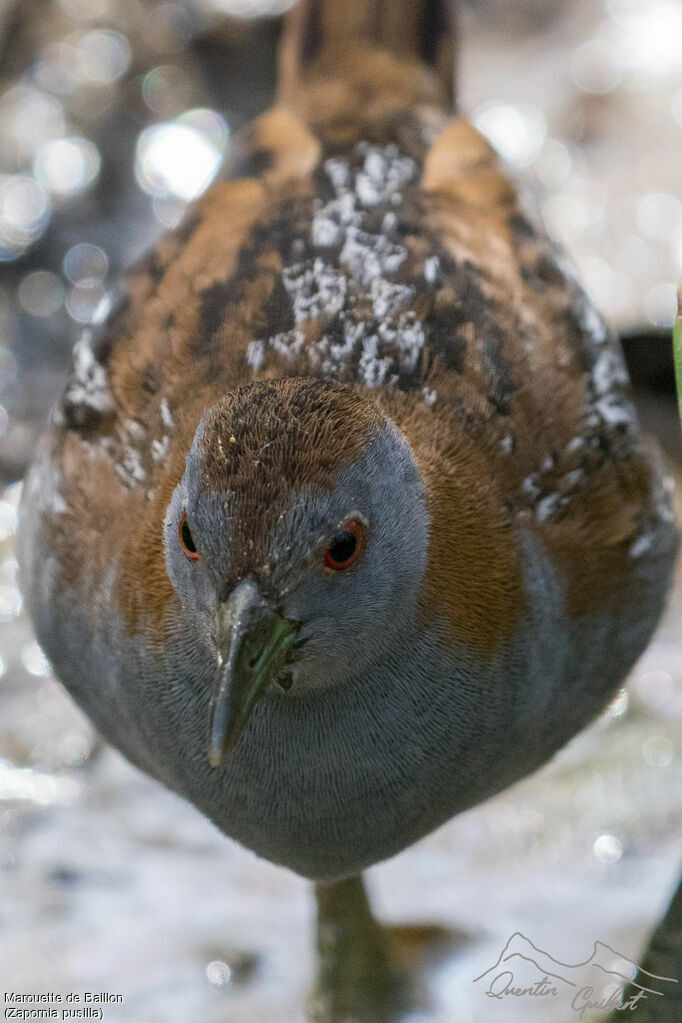 Baillon's Crake
