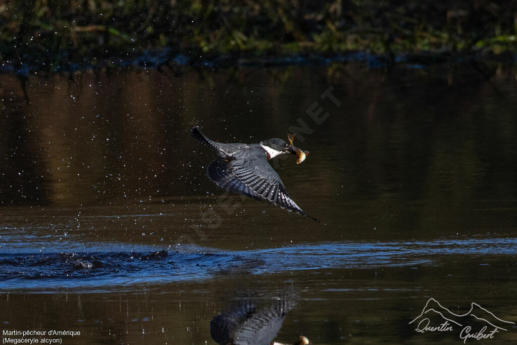Martin-pêcheur d'Amérique