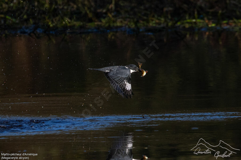 Martin-pêcheur d'Amérique