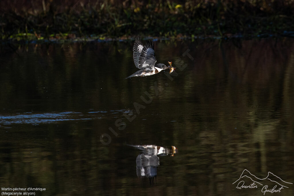 Martin-pêcheur d'Amérique