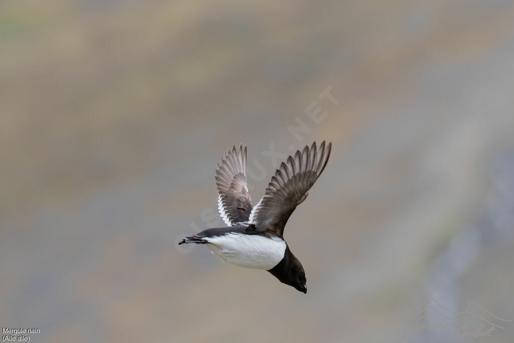 Mergule nainadulte nuptial, identification, Vol