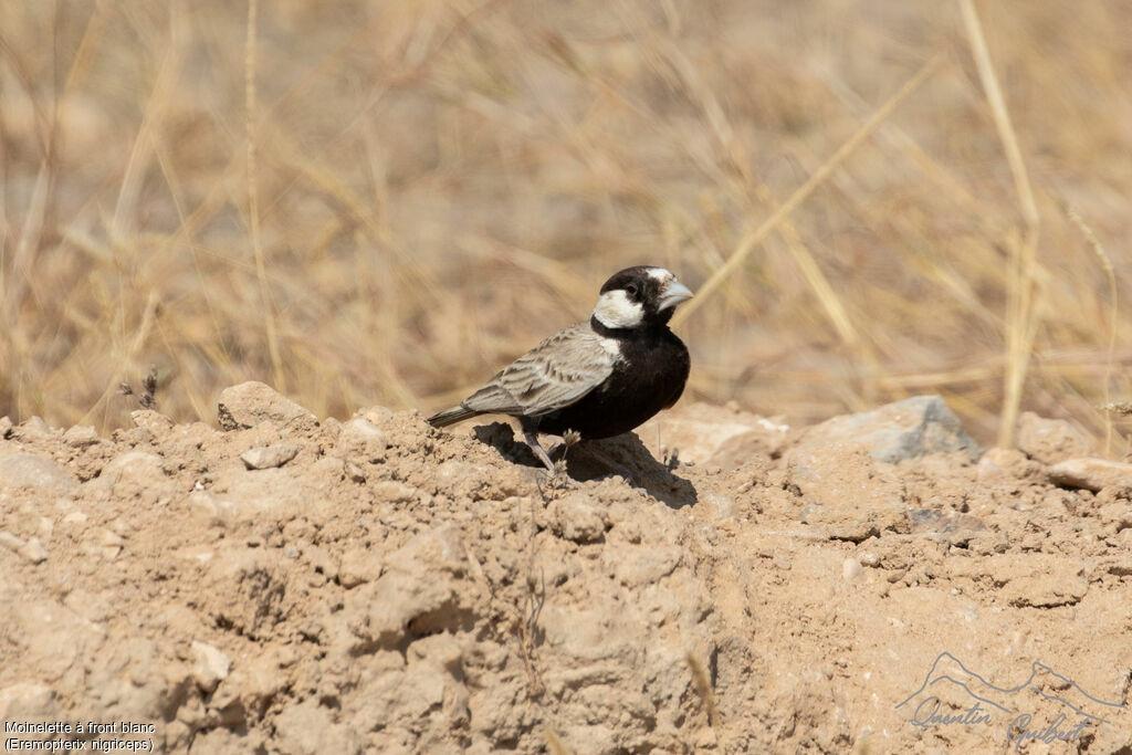 Moinelette à front blanc mâle, identification