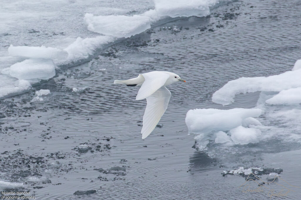 Ivory Gull