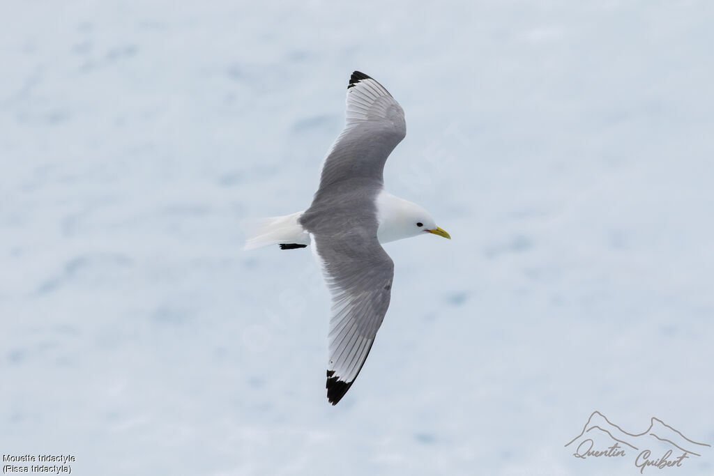 Black-legged Kittiwakeadult breeding, Flight
