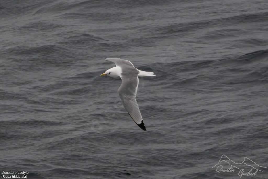 Mouette tridactyleadulte nuptial, identification, Vol