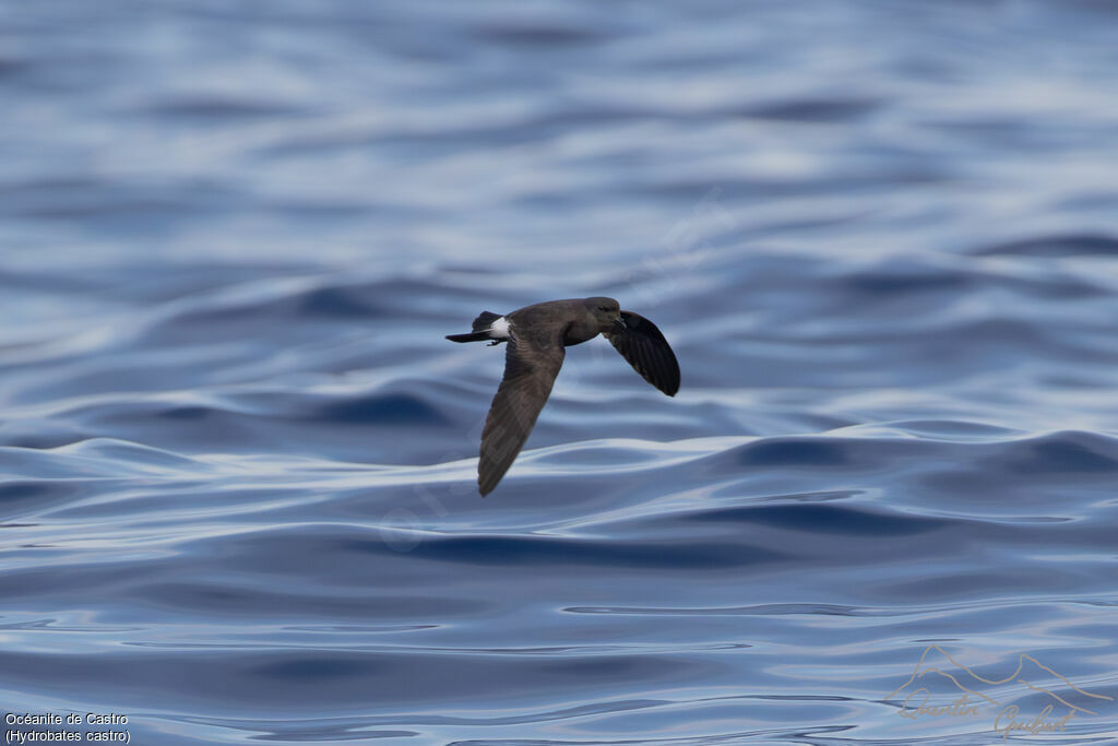 Band-rumped Storm Petrel, Flight