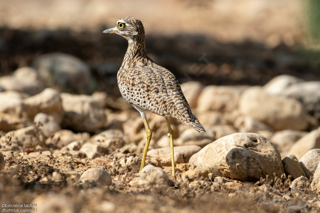 Spotted Thick-knee