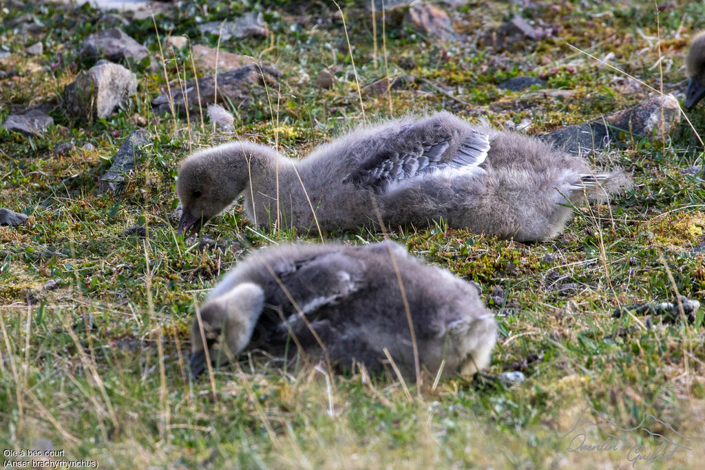 Pink-footed GoosePoussin, eats